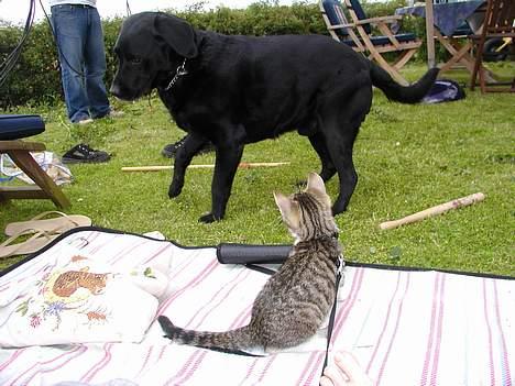 Labrador retriever Zeppo Black - zeppo er bange for mushu ! stakkels zeppe .. billede 4