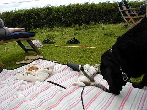 Labrador retriever Zeppo Black - åhh .. du er alligevel lidt interasant ! billede 5