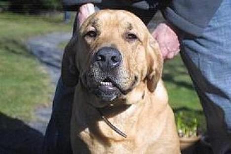 Broholmer Thor... evigt savnet.RIP - THOR... billede 1