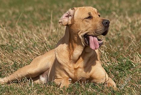 Broholmer Thor... evigt savnet.RIP - Thor på Fotodag m Tosa Foto... billede 2