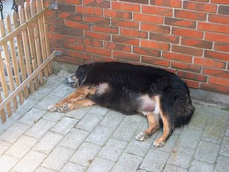 Blanding af racer Nicki  - hehe her har han næsten liig været på hundesalon, måske ses det ikk særlig tydeligt, men kig f.eks på hans ben.. billede 19