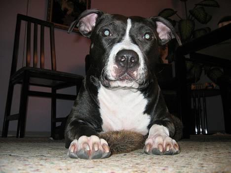 Amerikansk staffordshire terrier Gucci billede 1