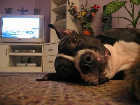 Amerikansk staffordshire terrier Gucci billede 2