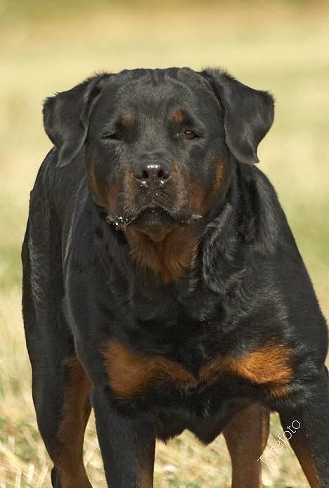 Rottweiler Anna... Mors pige... RIP. - GØR SOM JEG SIGER... eller...... billede 1