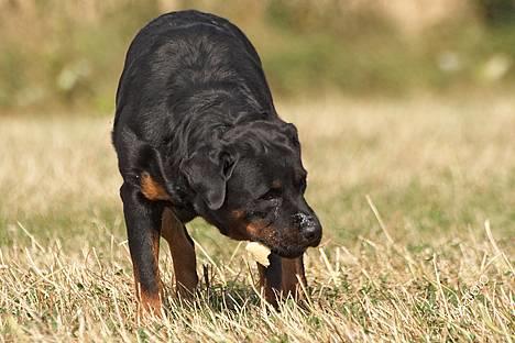 Rottweiler Anna... Mors pige... RIP. - Hold dig fra mit brød... Grrrr.... billede 2