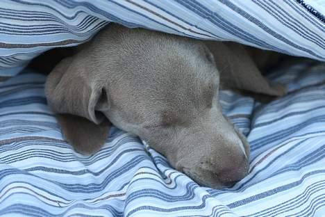 Weimaraner Bellis billede 1