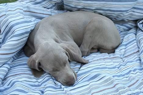 Weimaraner Bellis billede 2