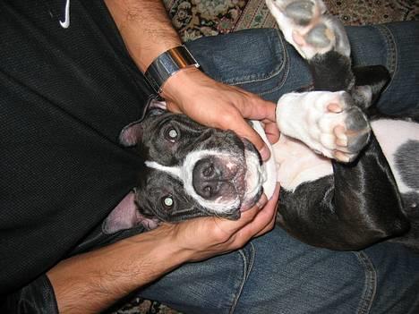 Amerikansk staffordshire terrier Gucci billede 3