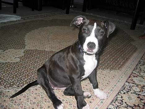 Amerikansk staffordshire terrier Gucci billede 4