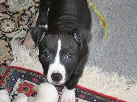 Amerikansk staffordshire terrier Gucci billede 5