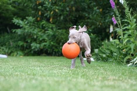 Weimaraner Bellis billede 3