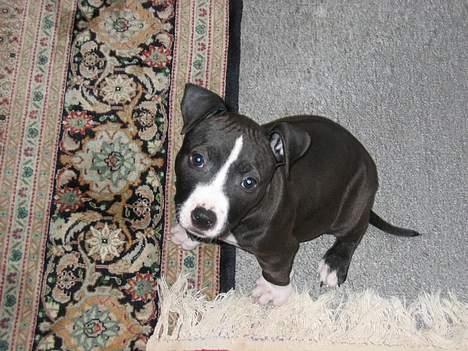 Amerikansk staffordshire terrier Gucci billede 6