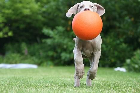 Weimaraner Bellis billede 4