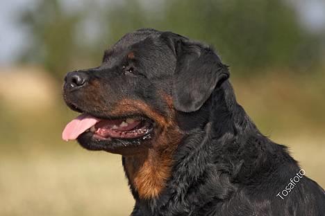 Rottweiler Anna... Mors pige... RIP. - Fotodag m Tosa foto... billede 3