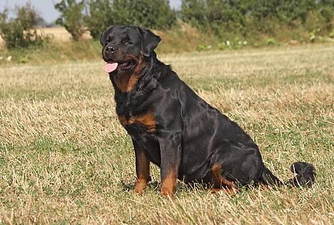 Rottweiler Anna... Mors pige... RIP. - Her kan man rigtig se hvor rund jeg er blevet pga P sprøjten- IK FLERE AF DEM TAK... billede 4