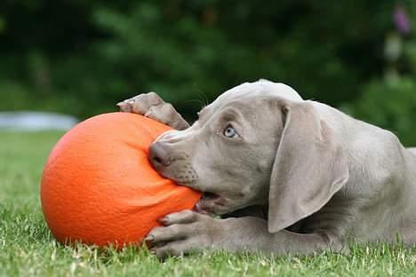 Weimaraner Bellis billede 5