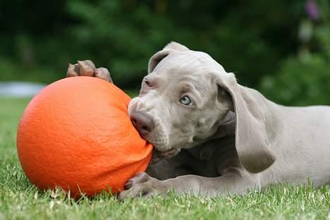 Weimaraner Bellis billede 6