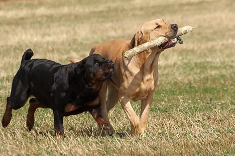 Rottweiler Anna... Mors pige... RIP. - Stik mig den der Thor - HØRER DU... ?! billede 5