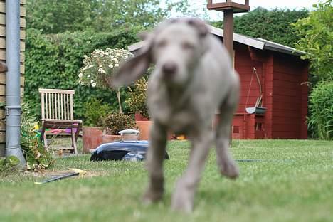 Weimaraner Bellis - The Grey Ghost billede 7