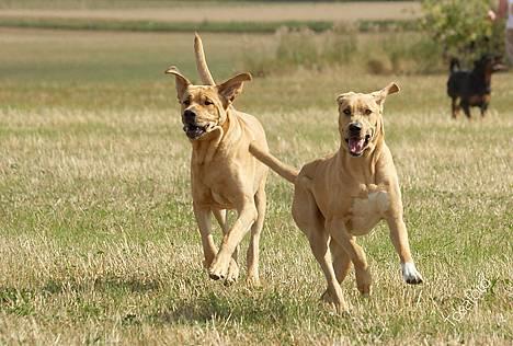 Broholmer Thor... evigt savnet.RIP - Thor & Dunse... billede 3