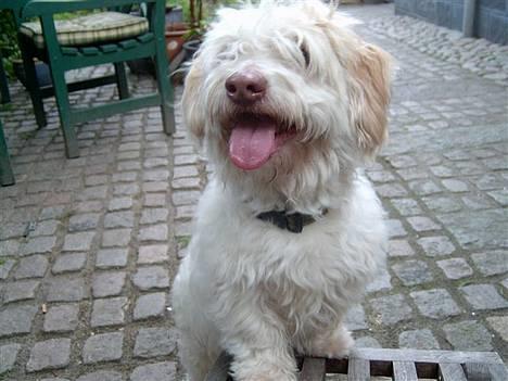 Coton de tulear coco - så giv mig dog den hundekiks! =P billede 1