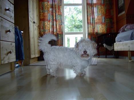 Coton de tulear coco - Se hvor dejlig jeg er ! <3<3 billede 2