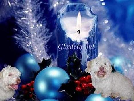 Coton de tulear coco - dejlig jule billede billede 3