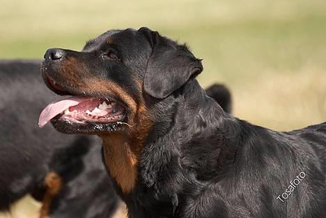 Rottweiler Anna... Mors pige... RIP. - Hvad har du der - ?! Kan det spises... ?! ?! billede 6