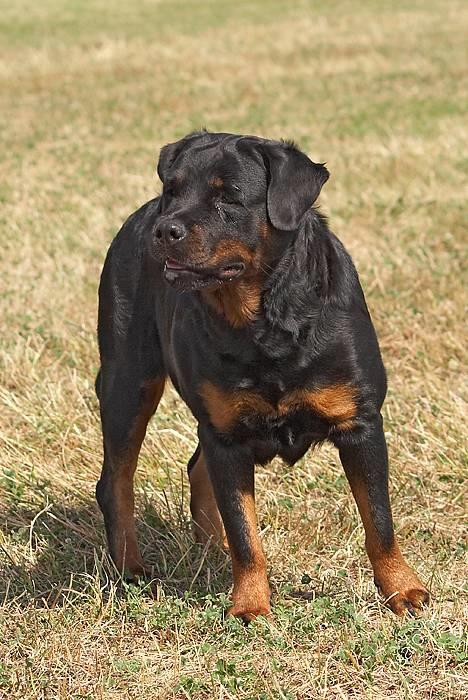 Rottweiler Anna... Mors pige... RIP. - HVAD ? billede 7