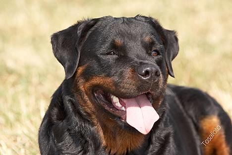 Rottweiler Anna... Mors pige... RIP. - MIN Anna... Elsker dig skattePIge... billede 8