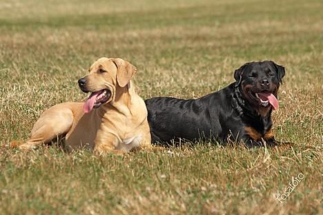 Rottweiler Anna... Mors pige... RIP. - Anna  & Dunse,,, billede 9