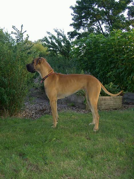 Grand danois great danes Ingha - min smukke Ingha i haven billede 1