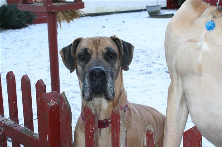 Grand danois great danes Ingha - Ingha i sneen billede 2