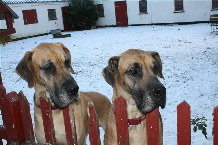 Grand danois great danes Ingha - Ingha i stuen billede 3
