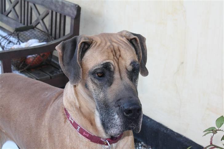 Grand danois great danes Ingha - Ingha udenfor billede 4
