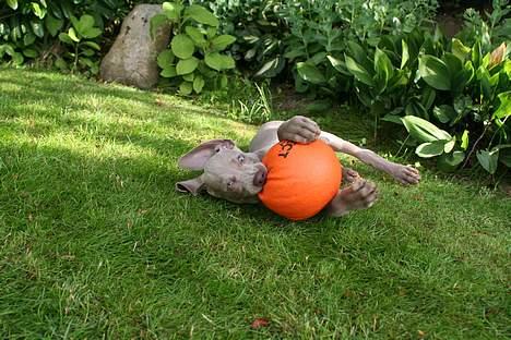 Weimaraner Bellis billede 8