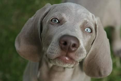Weimaraner Bellis billede 9
