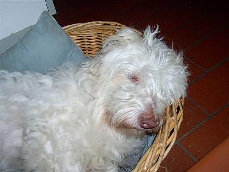 Coton de tulear coco - Coco tar lige en lille lur  billede 4