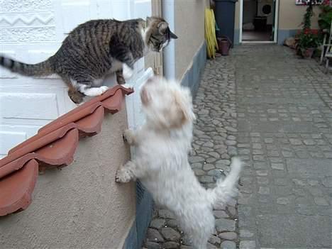 Coton de tulear coco - Coco elsker at lege med min kat =P billede 5