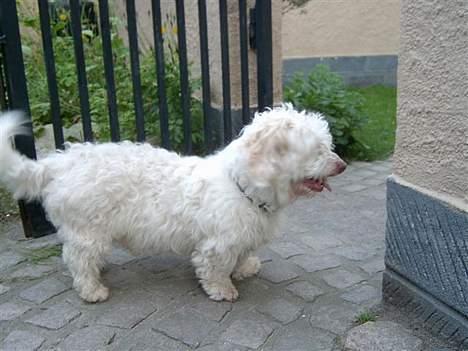 Coton de tulear coco - Må jeg ikk nok løbe derned?? pleazz!! billede 7