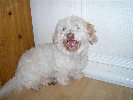 Coton de tulear coco - Er han ikk sød? billede 8