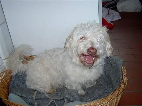 Coton de tulear coco - HeeeJ alle jer derude!! =D billede 9