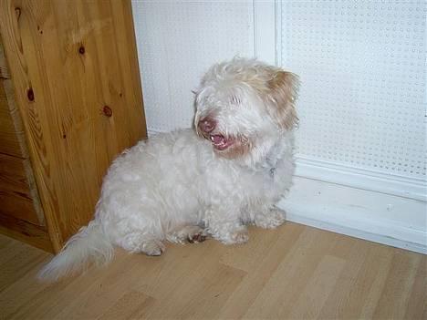 Coton de tulear coco billede 10