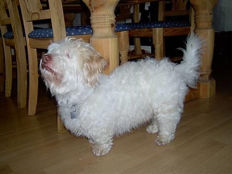 Coton de tulear coco - Bette coco =P billede 11
