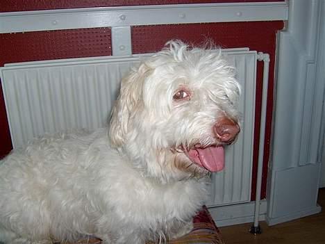 Coton de tulear coco - Har du mad ?? billede 12