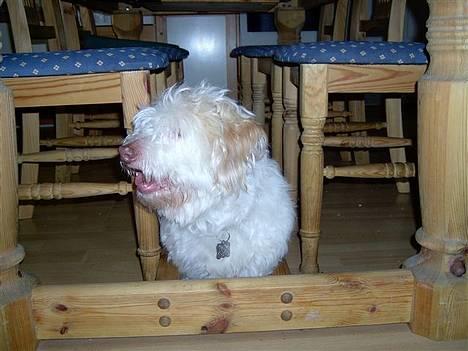Coton de tulear coco - gemme leg :P billede 13