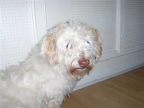 Coton de tulear coco - Se hvor sød jeg kan se ud.. billede 14