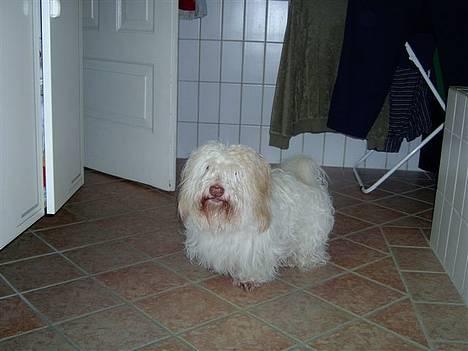 Coton de tulear coco - Coco sidder inde badeværeslet! =D (gammel billede ) billede 15