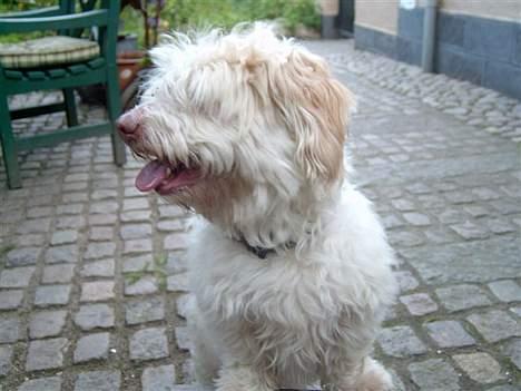 Coton de tulear coco - Gider ikk få taget flere billeder har du ikk snart nok!? =P billede 16