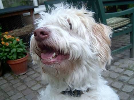 Coton de tulear coco - Cocos bette hoved! =D billede 17